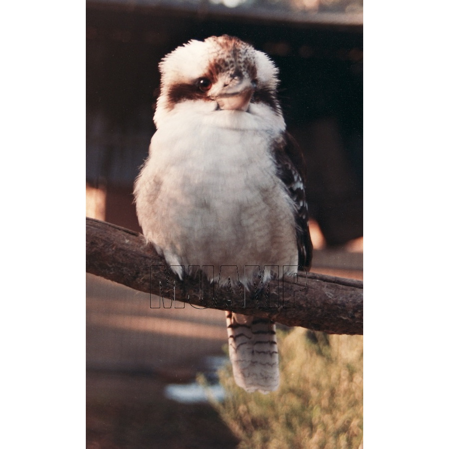 Kookaburra 1990